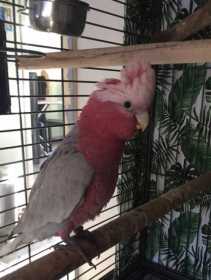 Lost Galah Cockatoo