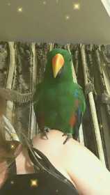 Lost Eclectus