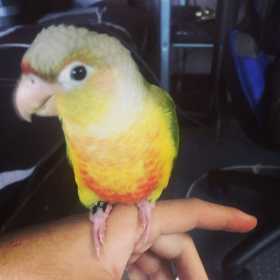 Lost Conure