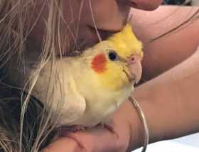 Lost Cockatiel