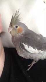 Lost Cockatiel