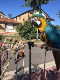 Lost Macaw