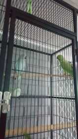 Lost Indian Ringneck Parakeet