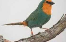 Lost Finch