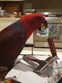 Lost Eclectus