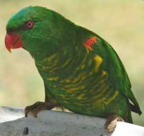 Lost Lory / Lorikeet