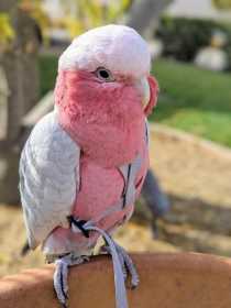 Lost Cockatoo