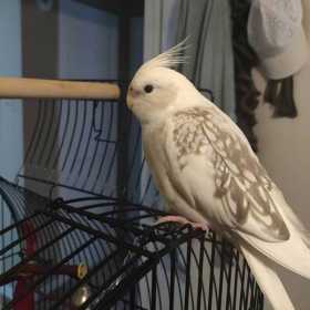 Lost Cockatiel