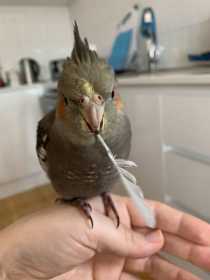 Lost Cockatiel