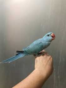Lost Indian Ringneck Parakeet