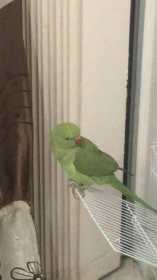 Lost Indian Ringneck Parakeet