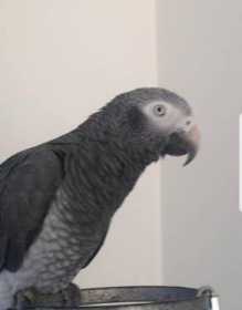 Lost African Grey