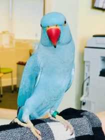 Lost Indian Ringneck Parakeet