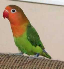 Lost Lovebird