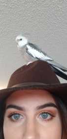 Lost Cockatiel