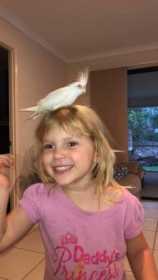 Lost Cockatiel