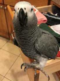 Lost African Grey