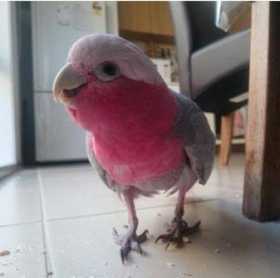 Lost Galah Cockatoo