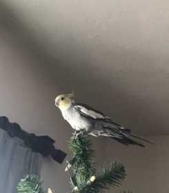 Lost Cockatiel