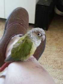 Lost Conure