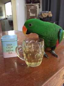 Lost Eclectus