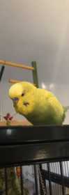 Lost Budgerigar