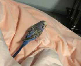 Lost Budgerigar