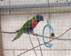 Lost Lory / Lorikeet