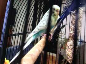 Lost Budgerigar