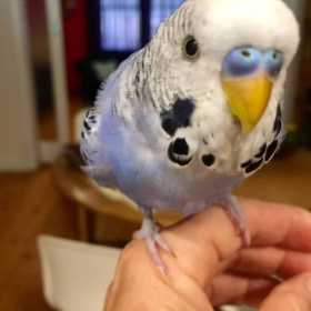 Lost Budgerigar