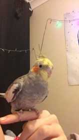 Lost Cockatiel