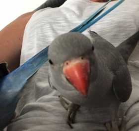 Lost Indian Ringneck Parakeet