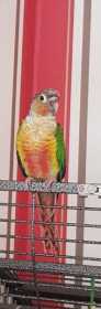 Lost Conure