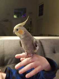 Lost Cockatiel