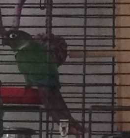 Lost Conure