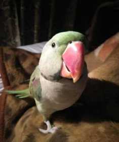 Lost Alexandrine