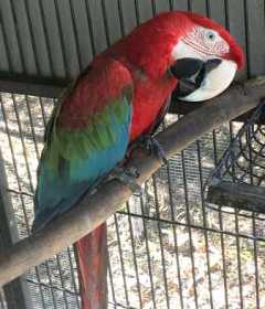 Lost Macaw