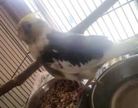 Lost Cockatiel