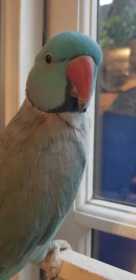 Lost Indian Ringneck Parakeet