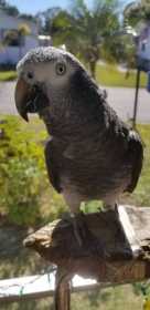 Lost African Grey