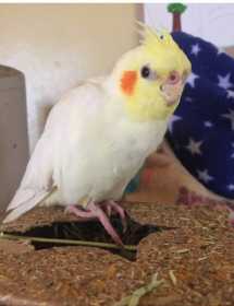 Lost Cockatiel