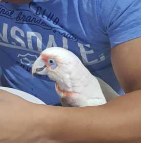 Lost Corella Cockatoo