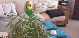 Lost Budgerigar