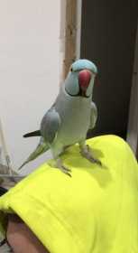 Lost Indian Ringneck Parakeet