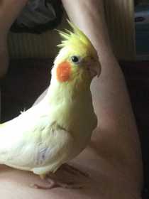 Lost Cockatiel
