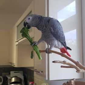 Lost African Grey