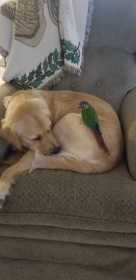 Lost Conure