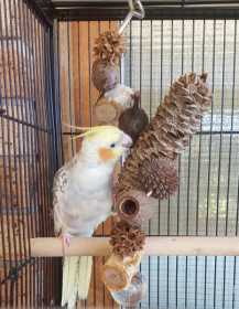 Lost Cockatiel
