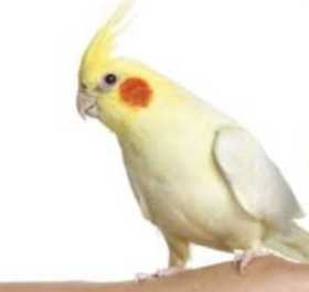 Lost Cockatiel