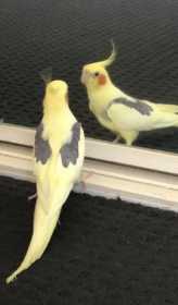 Lost Cockatiel